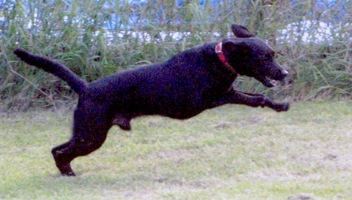 blacklab
