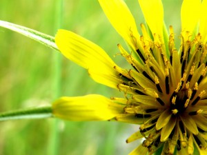 Montana Wild Flower