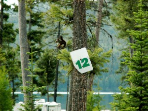 Squirrel in Tree