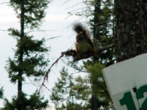 Close-up of Squirrel in Tree