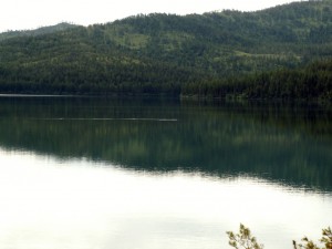 Loon on Lake